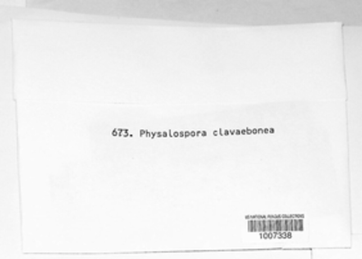 Hyponectriaceae image